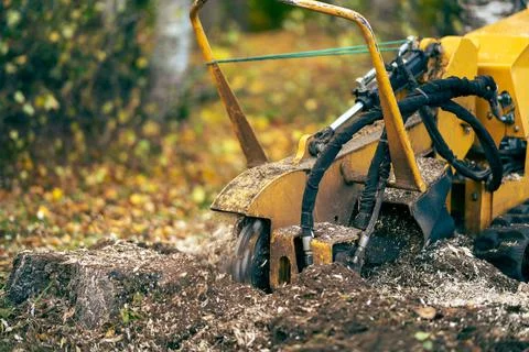 The yellow stump cutter performs strain milling work by cutting the birch str Stock Photos