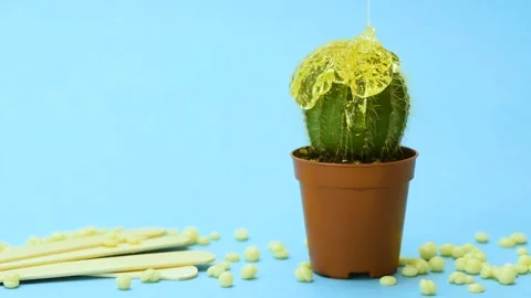 Yellow sugar paste for epilation is poured on top of the cactus. Hair removal Video stock 164587497