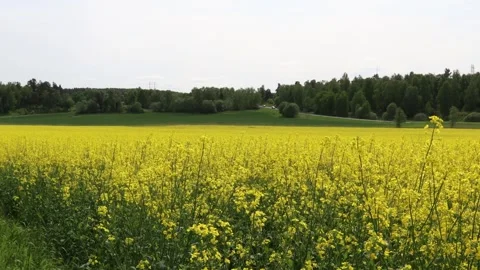 Yellow summer fields Stock Footage 250658097