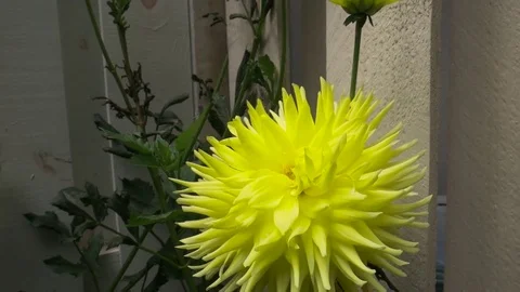 Yellow Summer Flower Stock Footage
