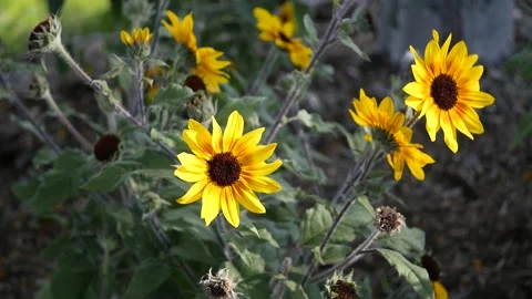 Yellow summer flowers 2 Stock Footage 282931257