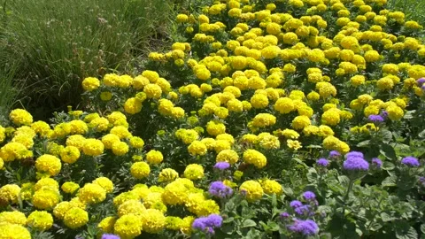 Yellow Summer Flowers Stock Footage 134284814