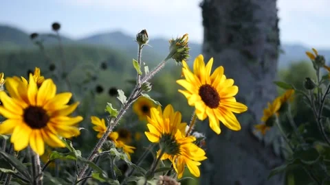Yellow summer flowers Stock Footage 282931258