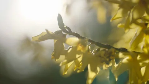 Yellow Summer Flowers with Rack Focus and lens flares Video stock 128500124