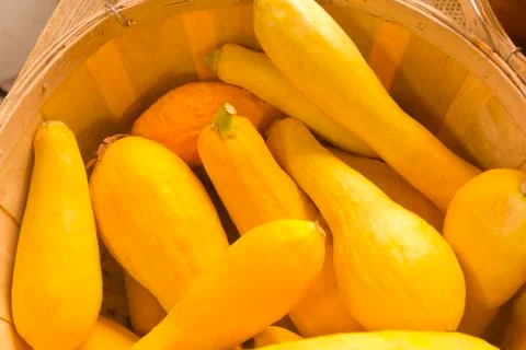 Yellow summer squash Stock Photos