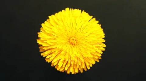 Yellow Summers Flowers 스톡 동영상 38385897