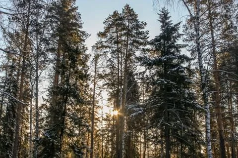 Yellow sun with bright rays makes its way in the winter forest Foto stock