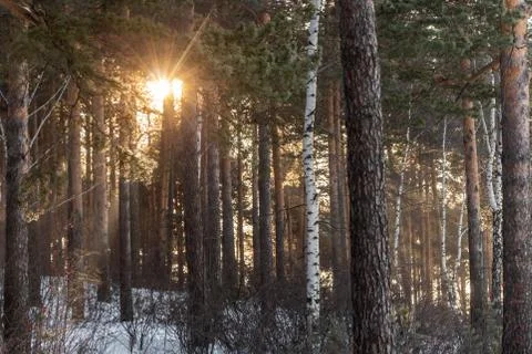 Yellow sun with bright rays makes its way in the winter forest Fotos Stock