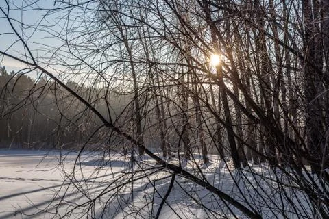 Yellow sun with bright rays makes its way in the winter forest Stock-Fotos