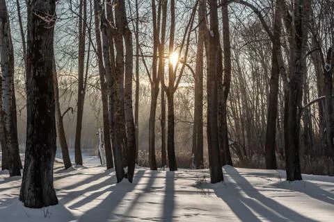 Yellow sun with bright rays makes its way in the winter forest Stock Photos