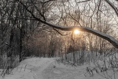 Yellow sun with bright rays makes its way in the winter forest Stock Photos