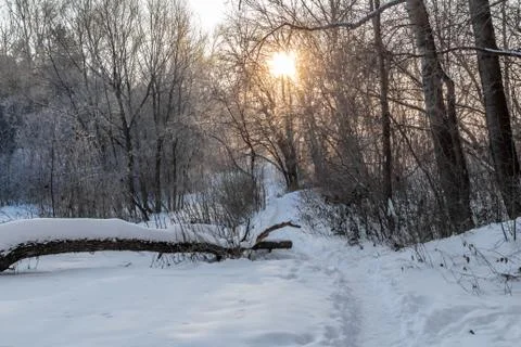 Yellow sun with bright rays makes its way in the winter forest Stock Photos