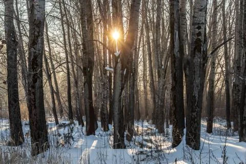 Yellow sun with bright rays makes its way in the winter forest Stock-Fotos