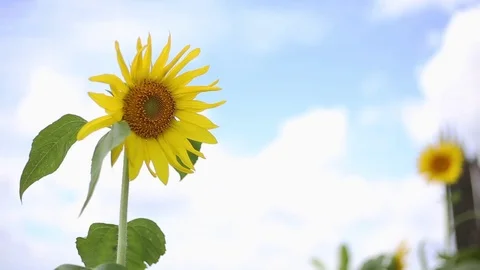 Yellow sun flower Stock Footage 121988399