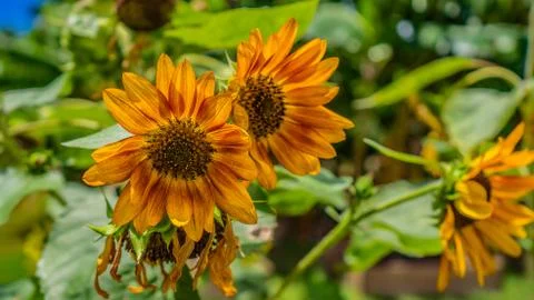 Yellow sun Flowers Stock Photos