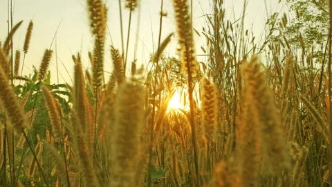 Yellow sun light ray n lens flare sunlight on summer swaying wild grass field Stock Footage 242701619