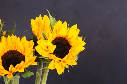 Yellow sunflower on against a rustic background Stock Photos