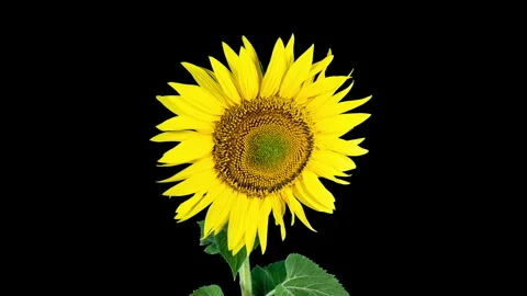 Yellow Sunflower Blooming on a Black Background in Timelapse. Agriculture T.. Stock Footage 344321473