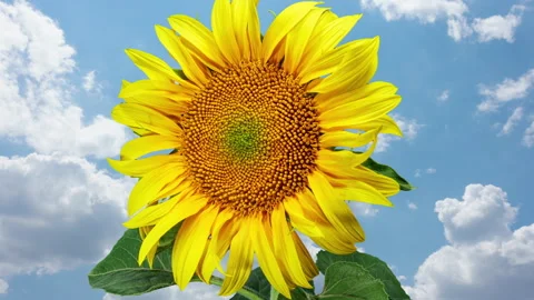 Yellow Sunflower Blooming on a Clouds Time Lapse Background in Timelapse Video stock 247134099