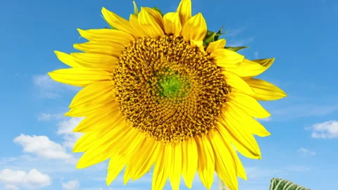 Yellow Sunflower Blooming on a Clouds Time Lapse Background in Timelapse. A.. Stock Footage 286218547