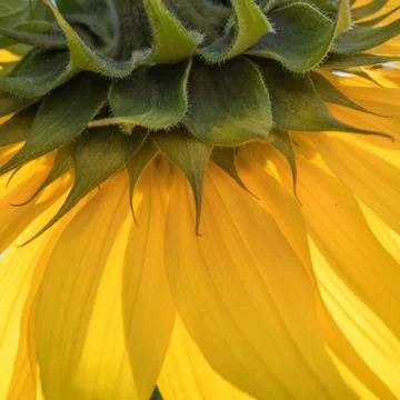 Yellow sunflower close up Stock Photos