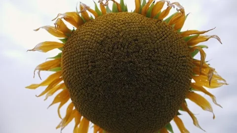 Yellow sunflower close up through which the sun's rays pass Stock Footage 224507173