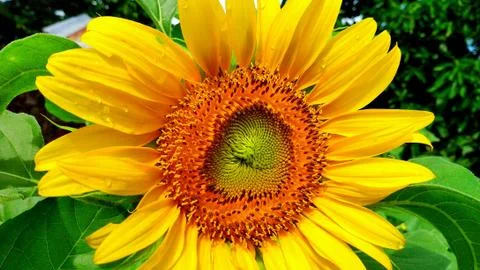 Yellow sunflower at close up view Stock Photos