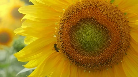 Yellow sunflower disk with a creeping bee on in a Ukrainian field in summer Stock-Footage 103186028