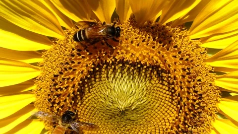 Yellow sunflower field with a bee that pollinates the flower Stock Footage 83989894