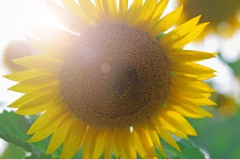 Yellow sunflower field with a bee that pollinates the flower Stock Photos