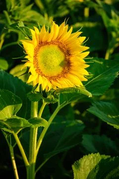 The yellow sunflower in the first rays of the sun. Stock Photos