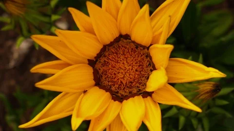 Yellow sunflower flower opening timelapse, zoom in. Stock Footage