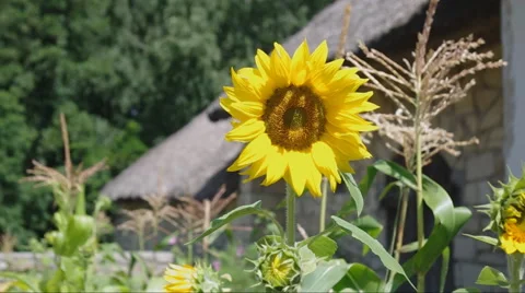 Yellow sunflower Video stock 45806993