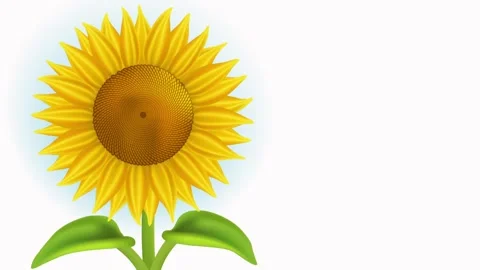 Yellow sunflower Stock Footage 244211297