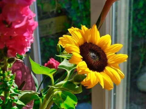 Yellow sunflower in front of a window with refelctions, various other flowers in Stock Photos