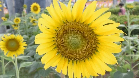 A yellow sunflower in full bloom Stock Footage 129209452