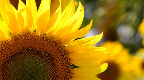 Yellow sunflower in garden Stock-Footage 57638352