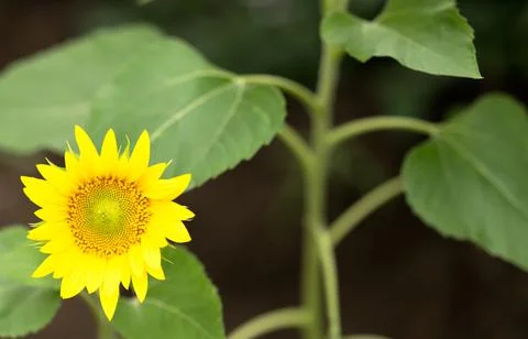 Yellow sunflower on a green background 写真素材