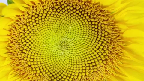 Yellow Sunflower Head Blooming. Macro shot of a yellow sunflower blooming head. Stockbeeldmateriaal 336583891