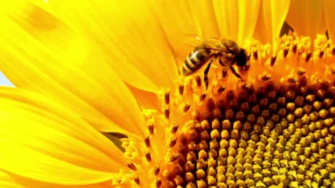 Yellow Sunflower Head Blooming. Macro shot of a yellow sunflower blooming head. 動画素材 336584077
