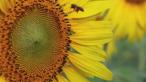Yellow Sunflower Head Blooming. Macro shot of a yellow sunflower blooming head. Vídeos de archivo 336584683