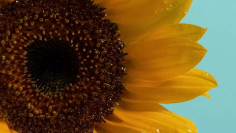 Yellow Sunflower Head Blooming. Macro shot of a yellow sunflower blooming head. 库存影片 336584792