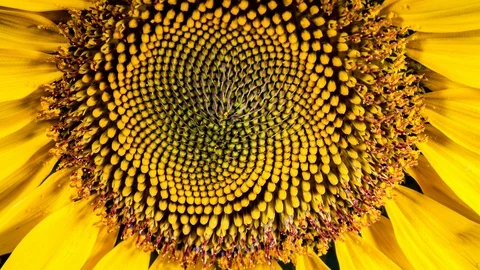 Yellow Sunflower Head Blooming in Time Lapse Stock Footage 112604184