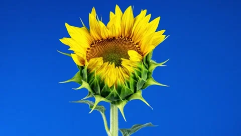 Yellow Sunflower Head Blooming in Time Lapse. Opening Flower on a Blue Back.. Stock Footage 345083209
