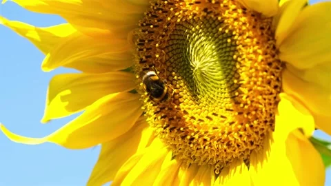 Yellow Sunflower Head on the Wind with Working Bee Collecting Pollen in 4K Видео 138496727