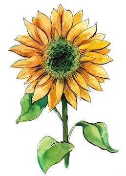 Yellow sunflower Stock-Illustration