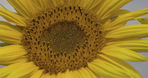Yellow sunflower macro, 4K Stock Footage 222195437