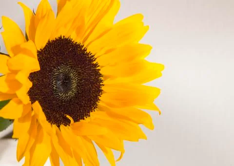 Yellow Sunflower macro Stock Photos