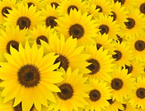 Yellow sunflower pattern background, summer and spring time Stock Photos