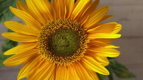 Yellow sunflower with petals in wind Video stock 160924686